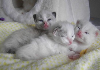 la portée de Ginger - 17 jours - Chatterie Ragdolls du Val de Beauvoir